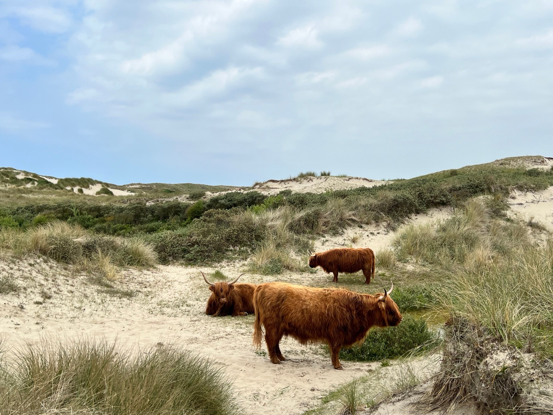Schotse hooglanders in het Noordhollands Duinreservaat