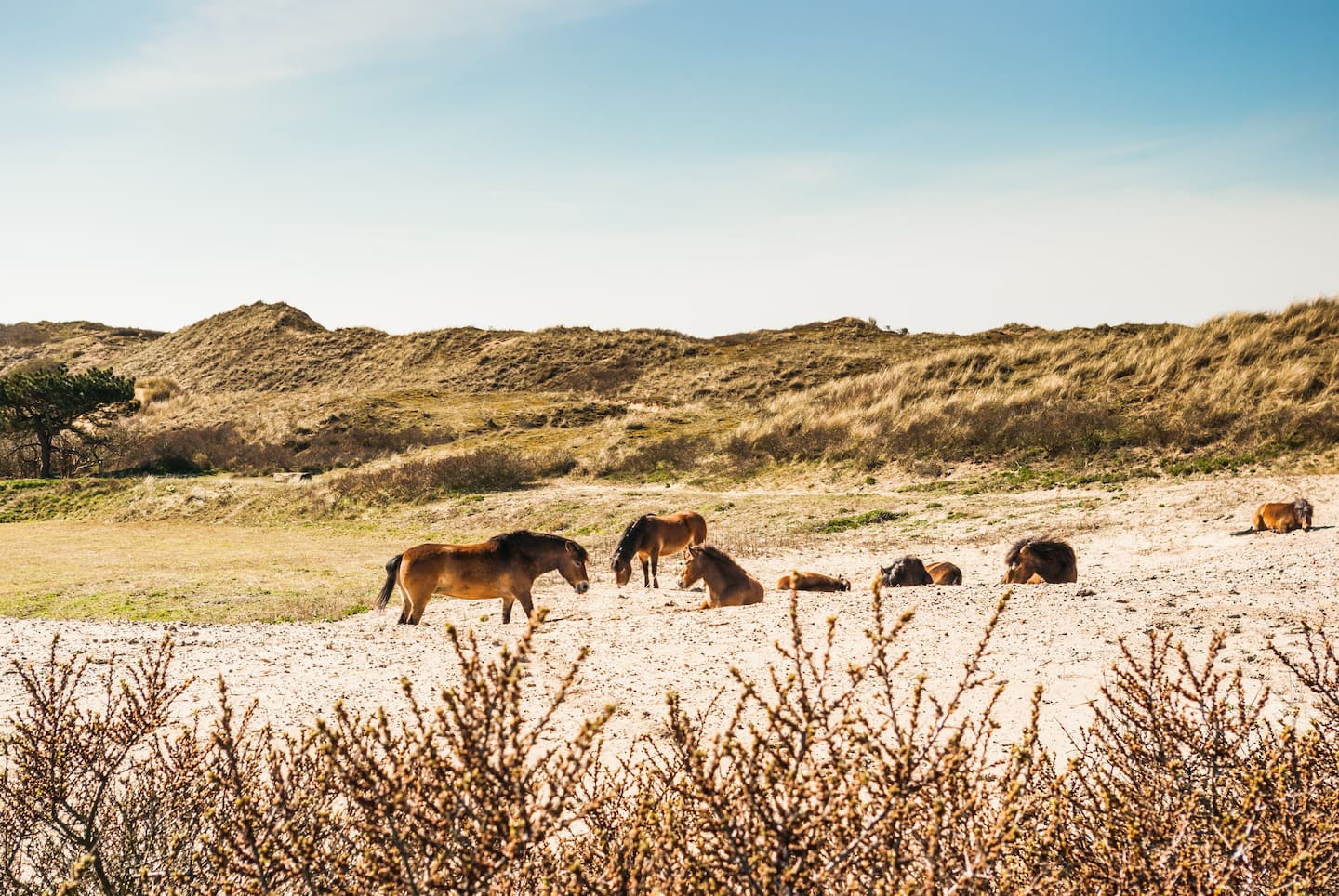 Duinen bij Egmond