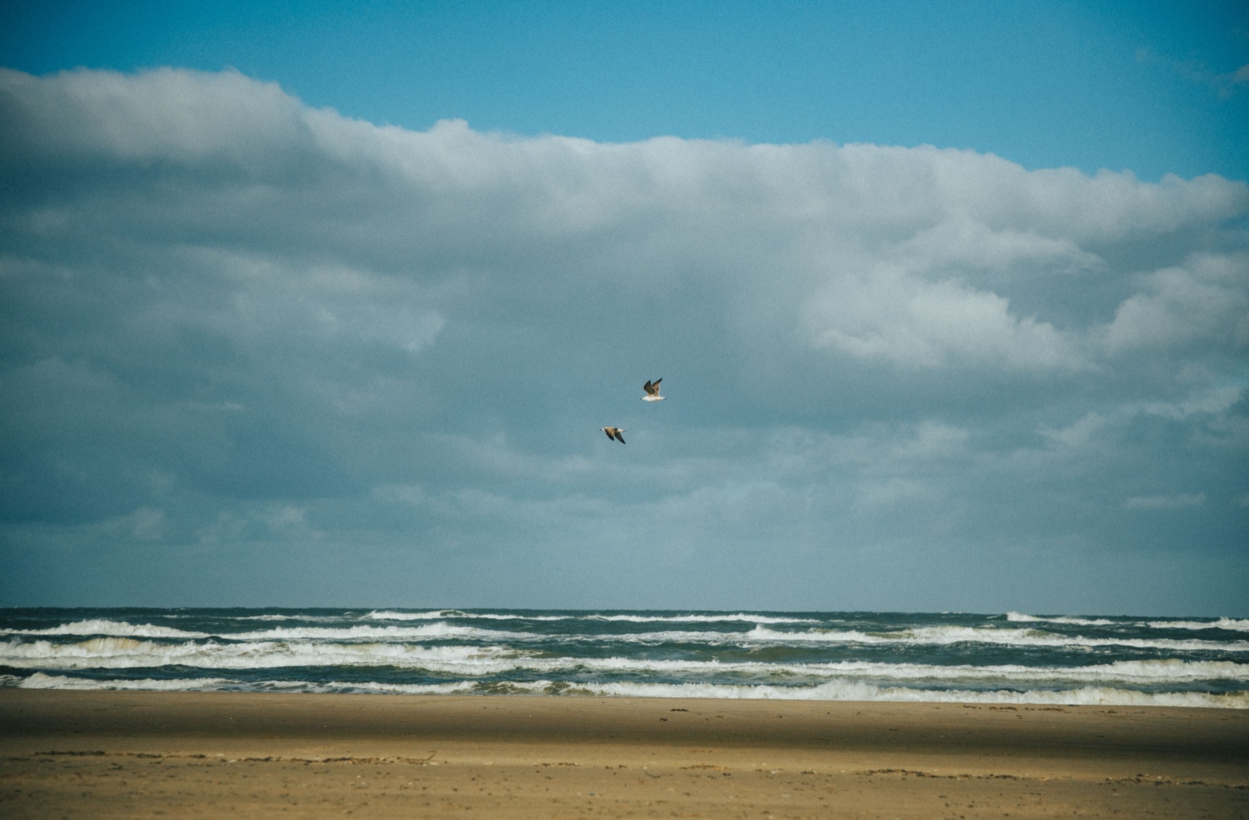 Golven en meeuwen boven de Noordzee